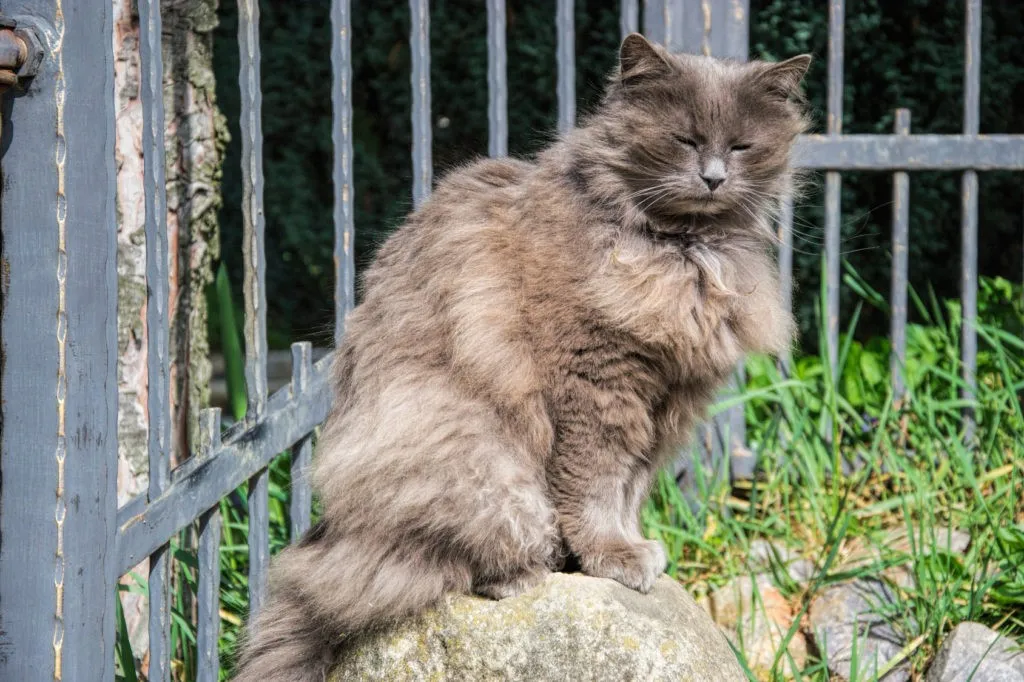 Chantilly-Tiffany