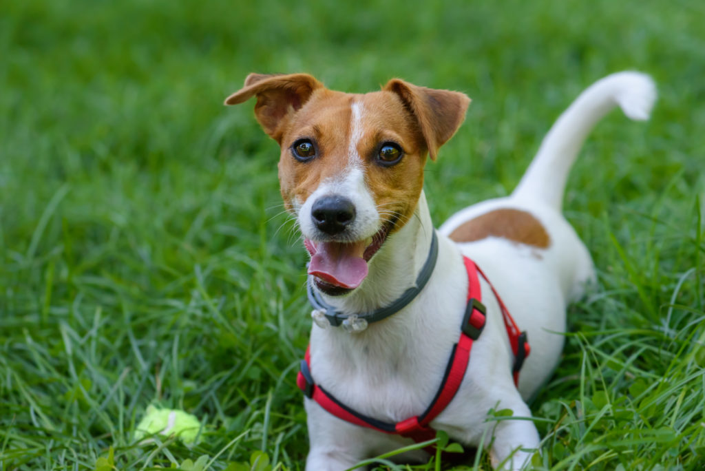 Jack Russell terier