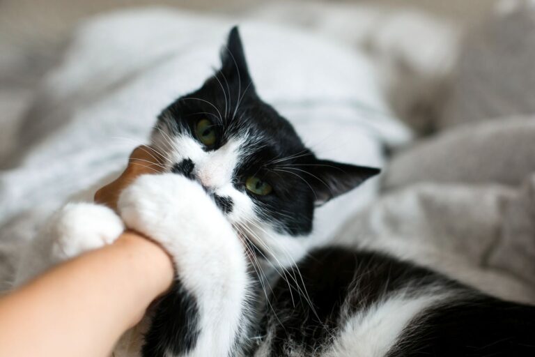 katzenbiss beim menschen