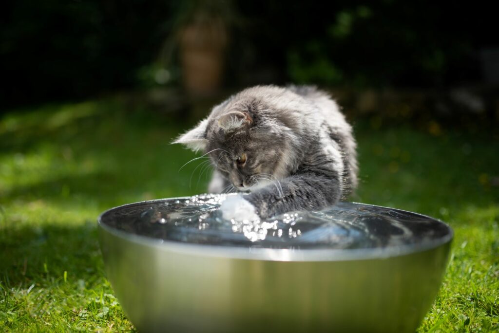 5 nasvetov kako pomagati mački v vročini