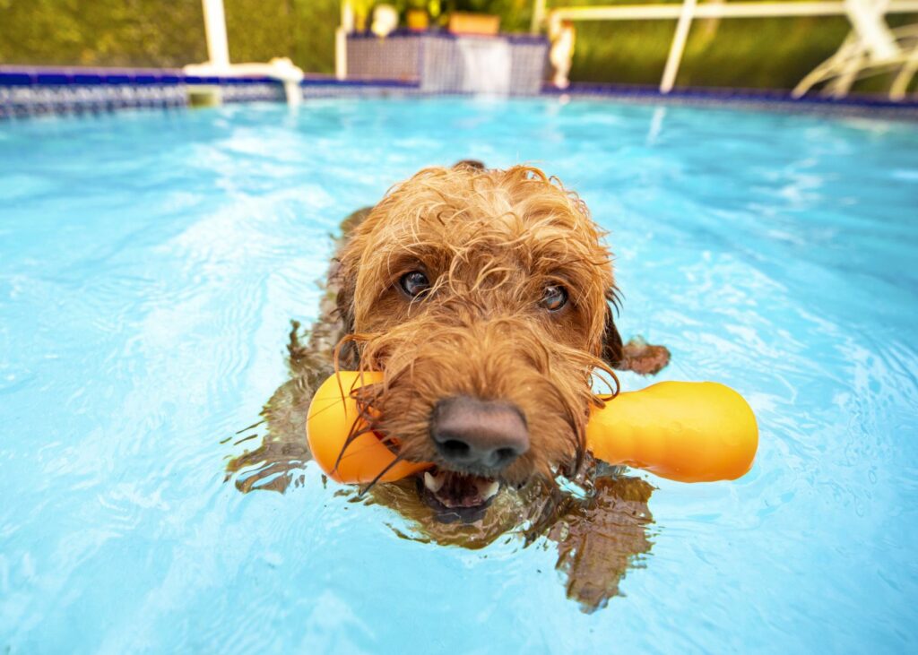 Ohladitev psa: 10 nasvetov za vroče poletne dni