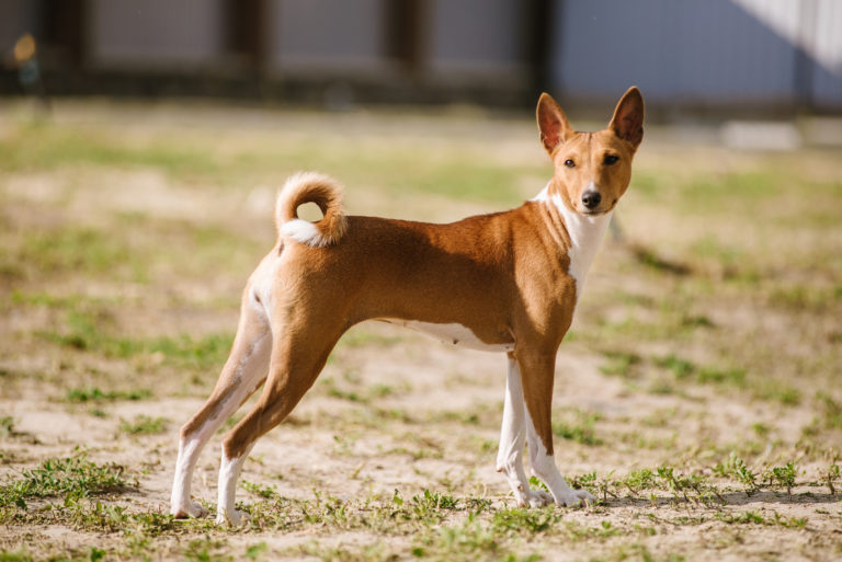 basenji