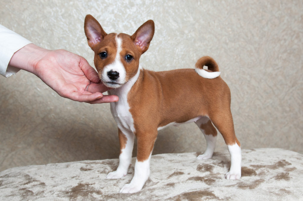 basenji