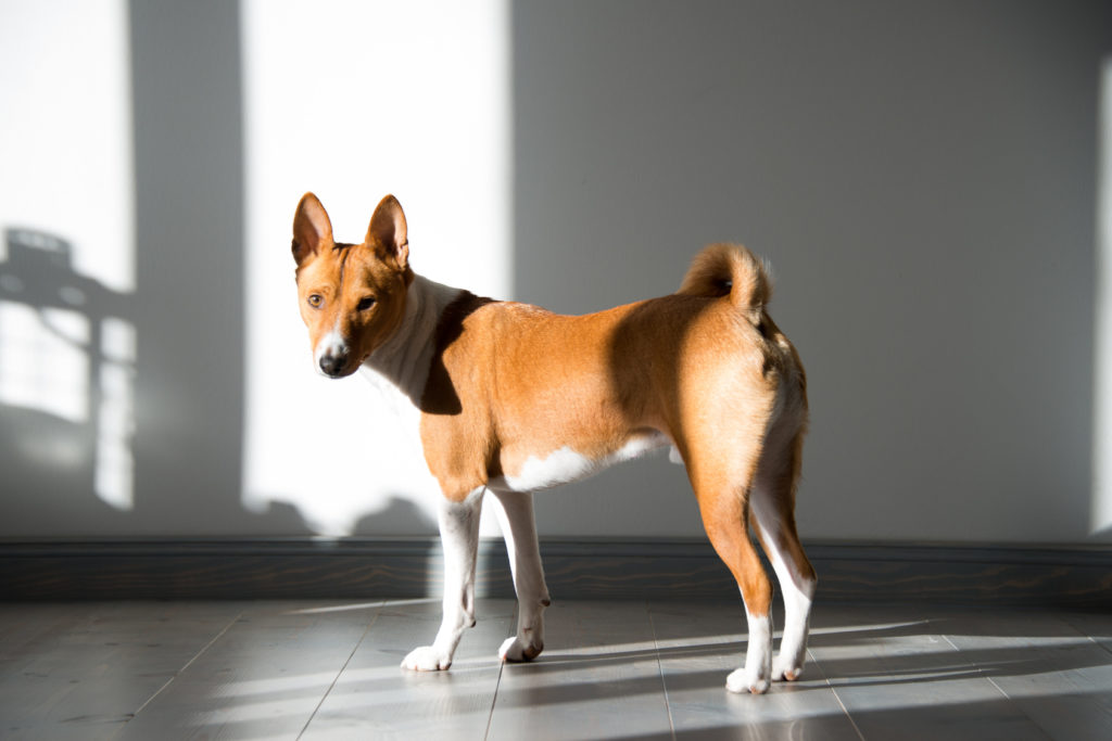 basenji