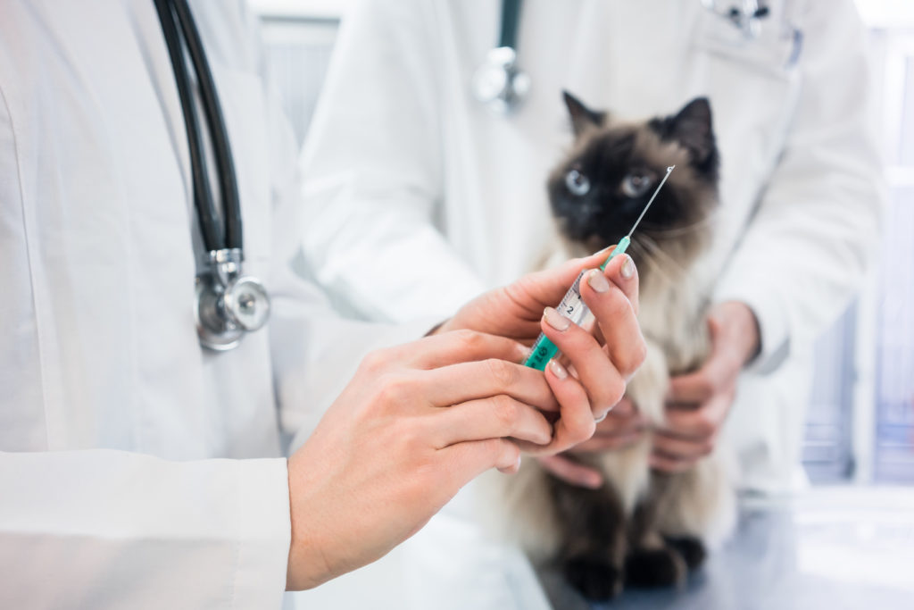 Cepljenje mačke