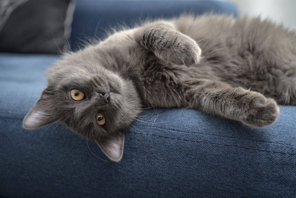 Nebelung