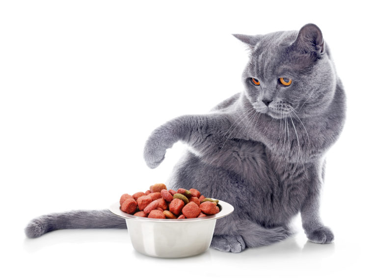 sSprememba hrane pri mačkah