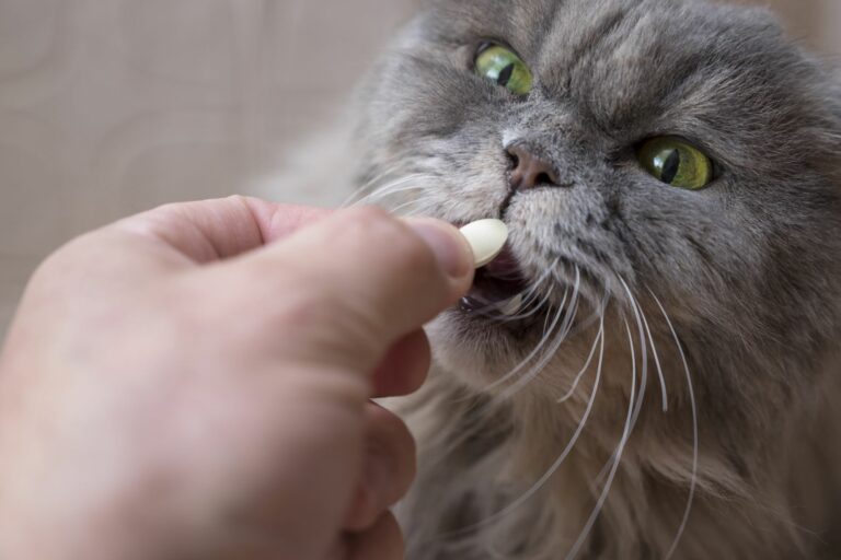 kako mački dati tableto