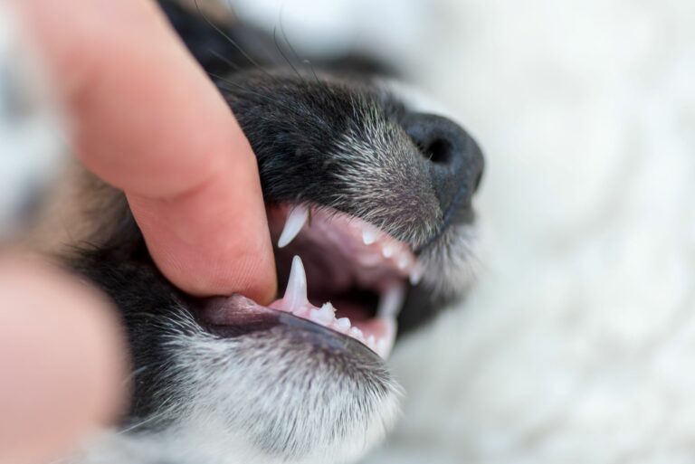 menjava zob pri psih
