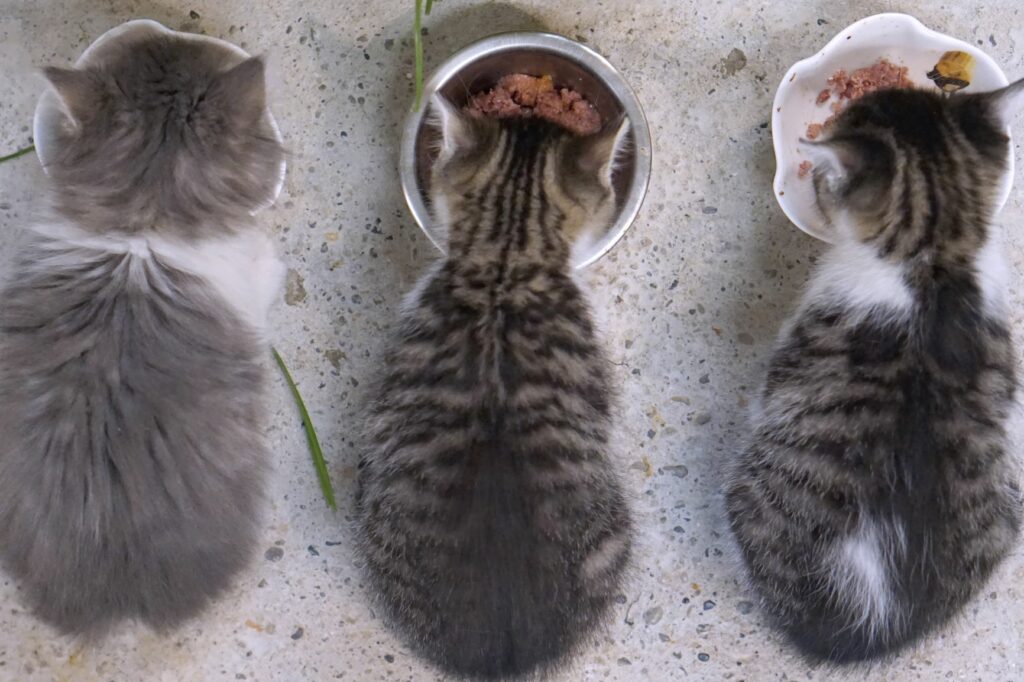 Kako določiti pravo količino hrane za svojo mačko