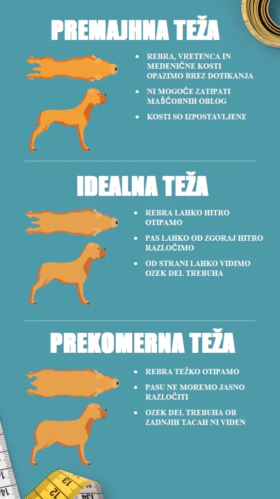 je moj pes predebel je moj pes predebel