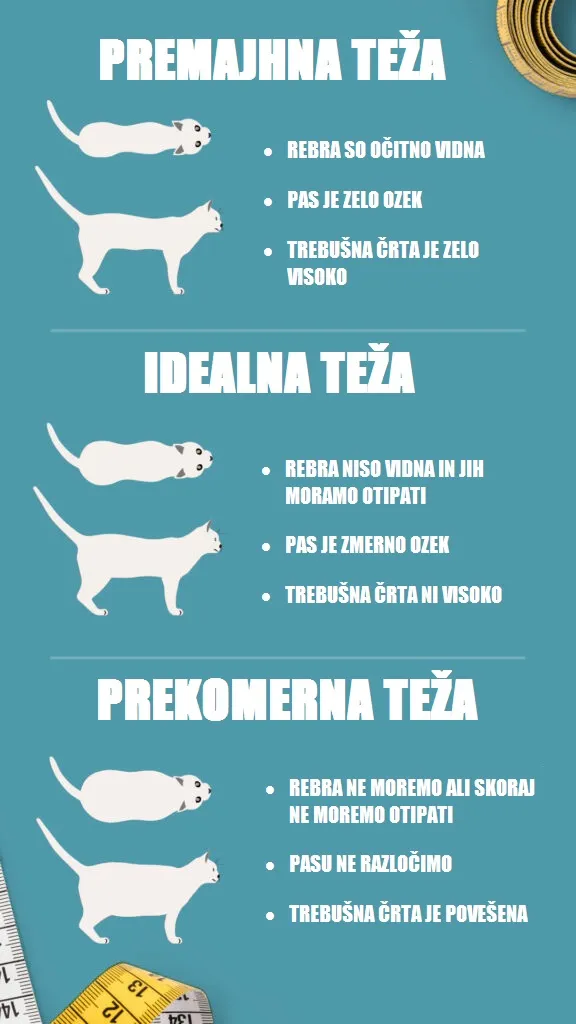 je moja mačka predebela je moja mačka predebela