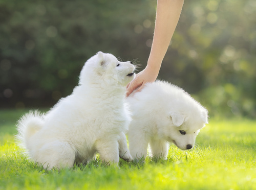 samojed