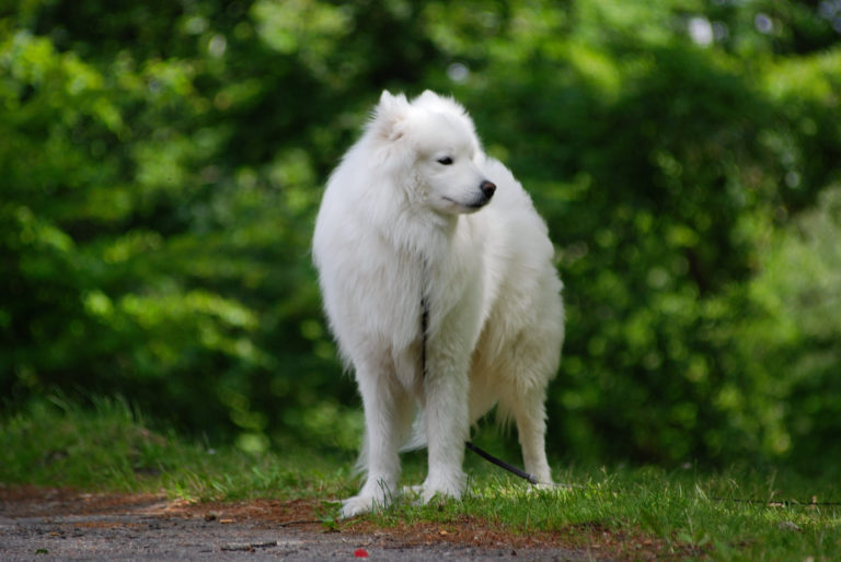 samojed