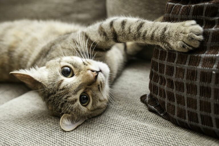 Hišna mačka na kavču