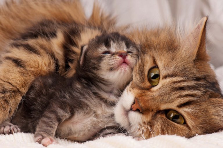 Brejost in porod pri mačkah, mama in mladič