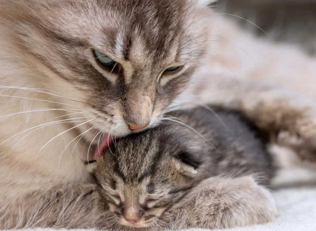 Brejost in porod pri mačkah, mama umiva mladička Brejost in porod pri mačkah, mama umiva mladička