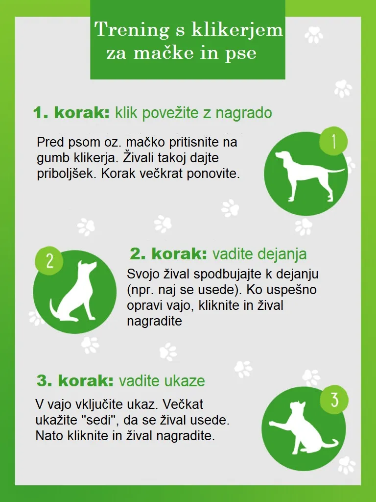 Trening s klikerjem za mačko – koraki Trening s klikerjem za mačko - koraki