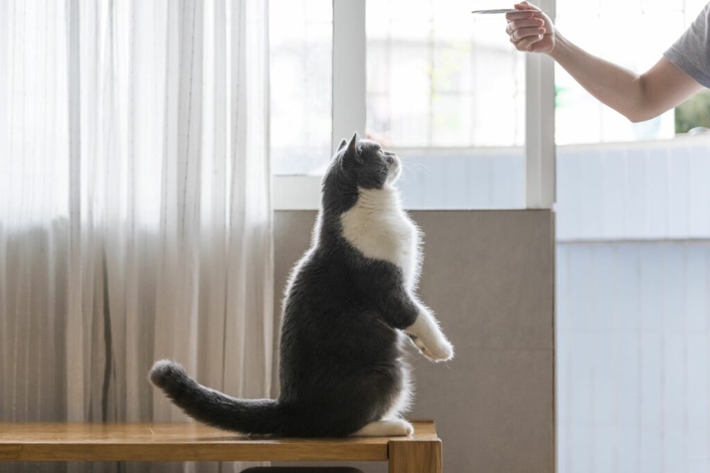 Trening s klikerjem za mačke - mačka na dveh nogah