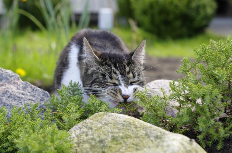 Strupene rastline za mačke, mačka na travi