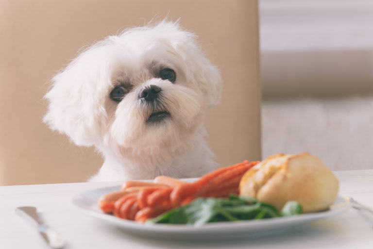 Človeška hrana, ki ni primerna za pse, pes za mizo