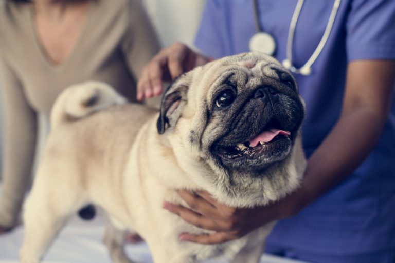 Bakterijske okužbe psi psih, pes pri veterinarju