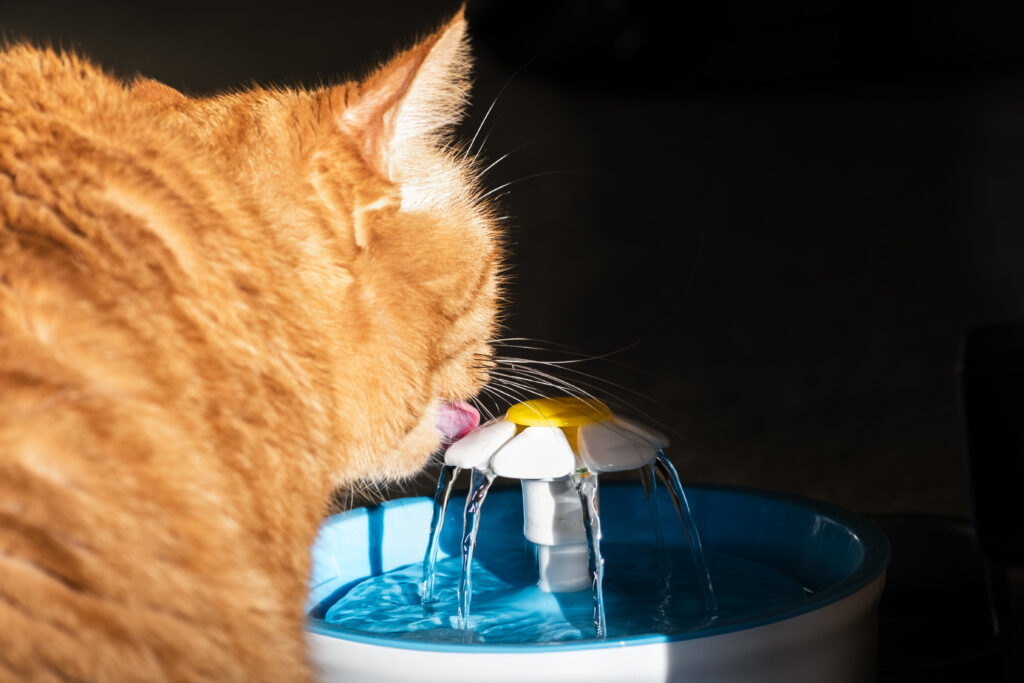 Vnetje mehurja pri mačkah, mačka pije iz fontane