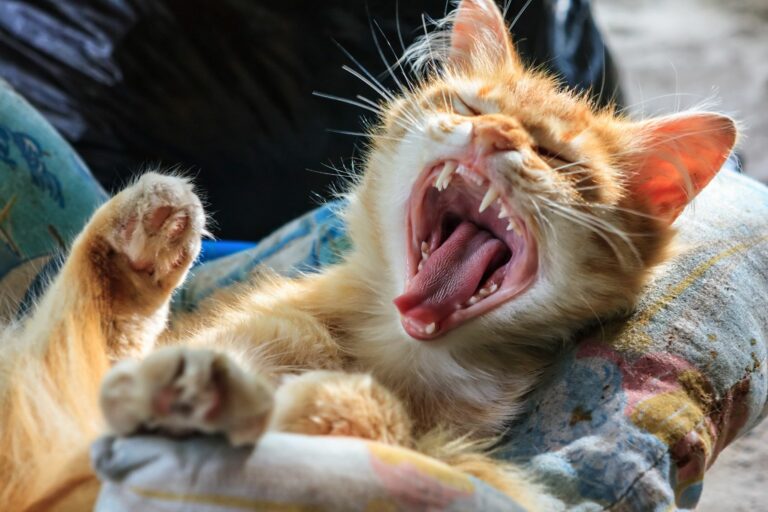 Menjava zob pri mačkah - mačka zeha