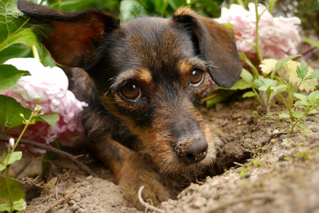 Zakaj pes koplje po vrtu?