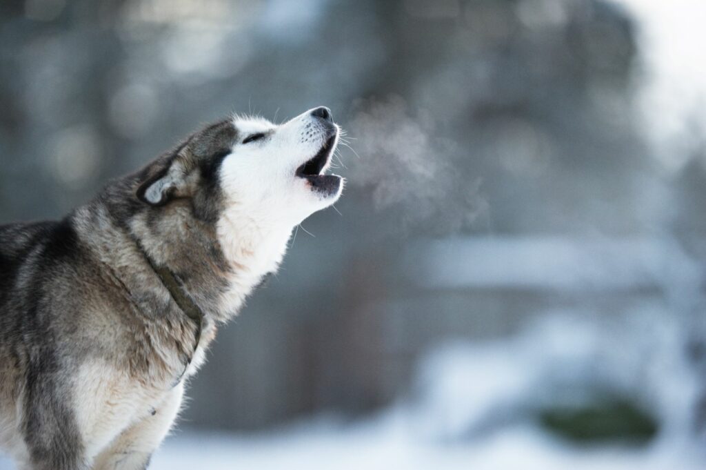 Pasja govorica, husky tuli