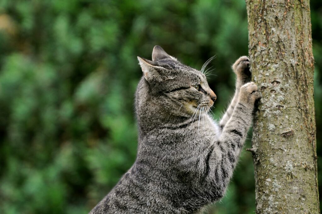 Mačka praska pohištvo! Mačka praska drevo