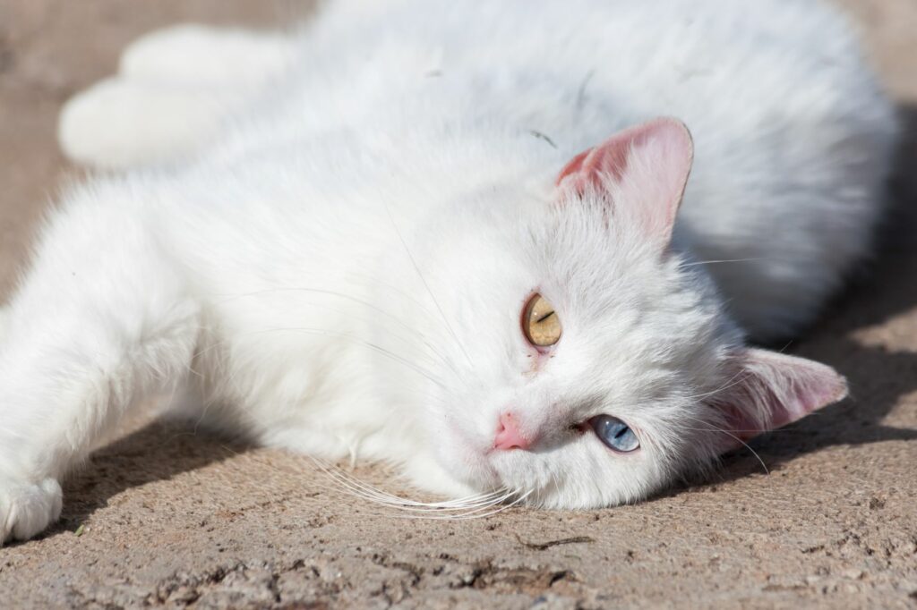 Lahko mačka dobi sončne opekline? Bela mačka na tleh