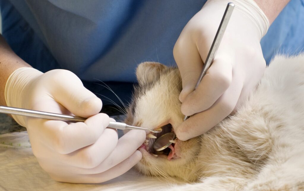 Menjava zob pri mačkah - mačka pri zobozdravniku