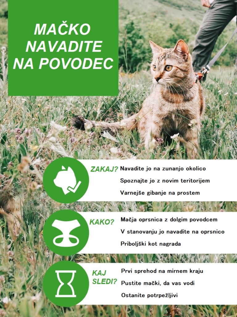 Kako mačko navaditi na povodec? Kako mačko navaditi na povodec?