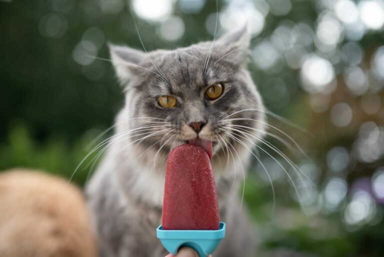 Mačji sladoled - mačka liže sladoled