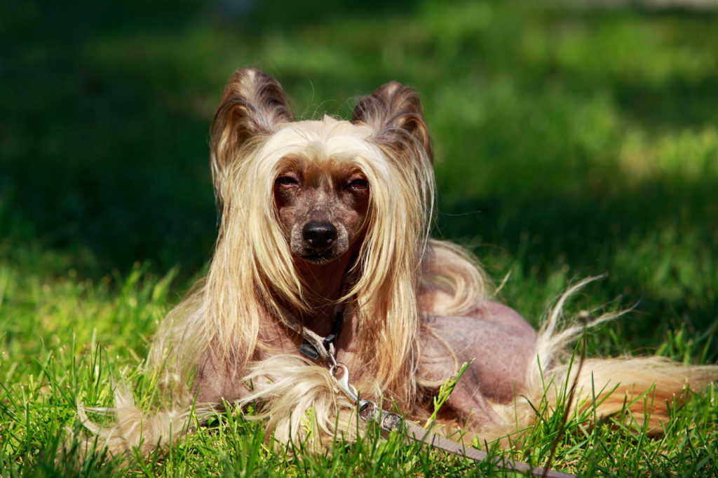 Kitajski goli pes na travi