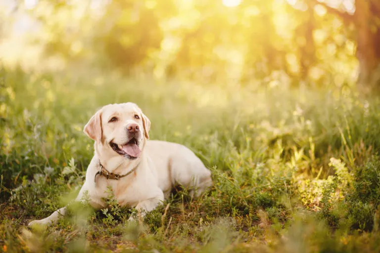 ko pes ne more zraven na počitnice – labradorec leži na travi ko pes ne more zraven na počitnice - labradorec leži na travi