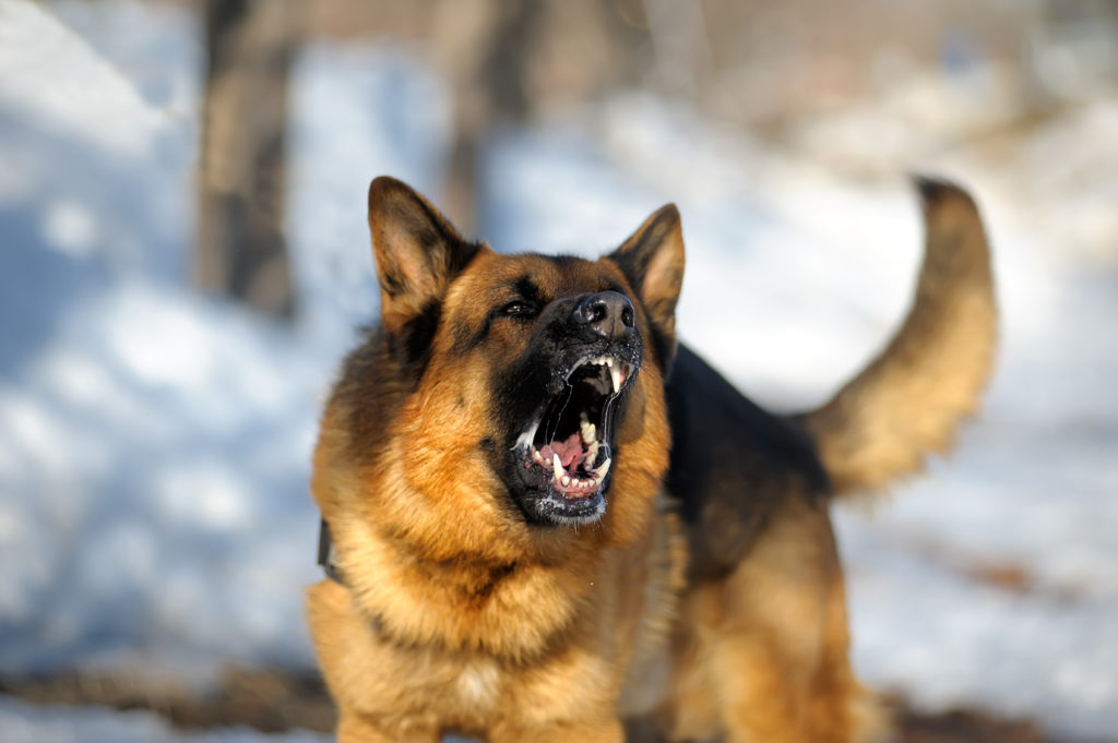 Agresiven pes: nemški ovčar