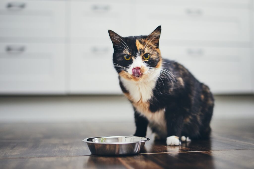 Alergije pri mačkah: lačna mačka ob posodi