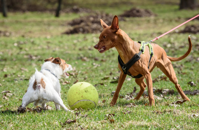 Agresiven pes: psa se borita za žogo