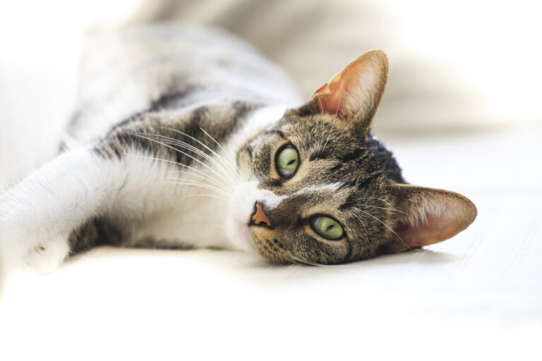 Alergije pri mačkah: mačka na tleh