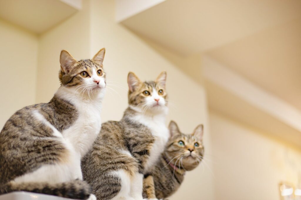Giardia pri mačkah - tri mačke
