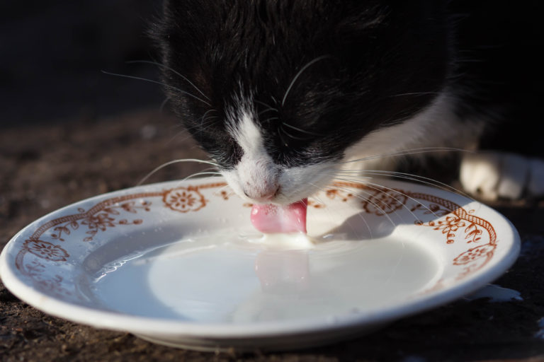 Smejo mačke piti mleko?