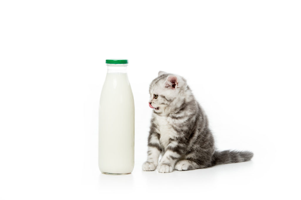 Smejo mačke piti mleko?