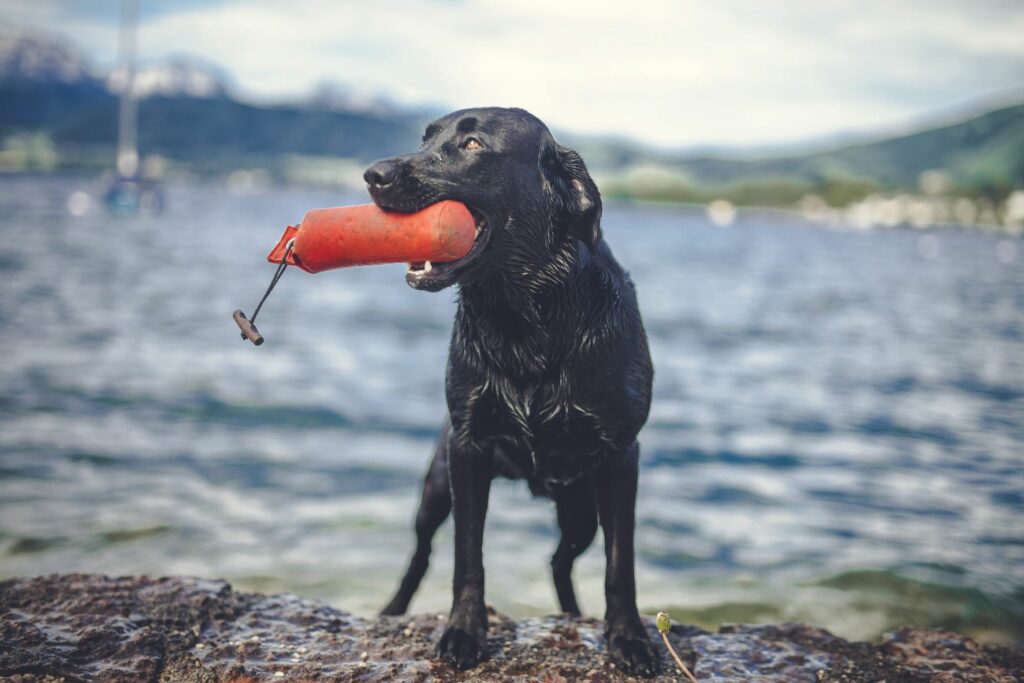 Trening z dummyji - pes pred vodo
