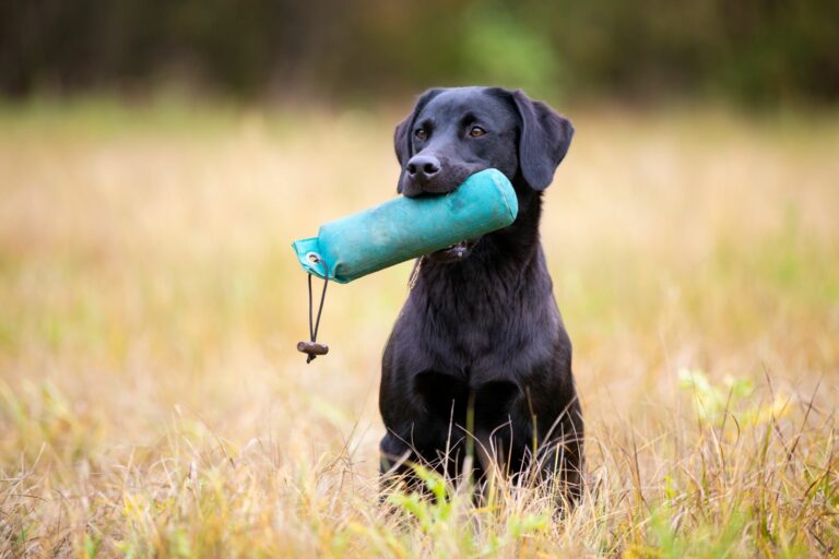 Trening z dummyji - pes v travi