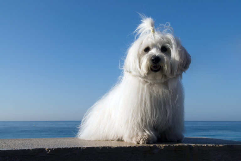 coton de tulear