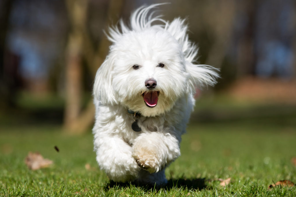 coton de tulear teče po travi