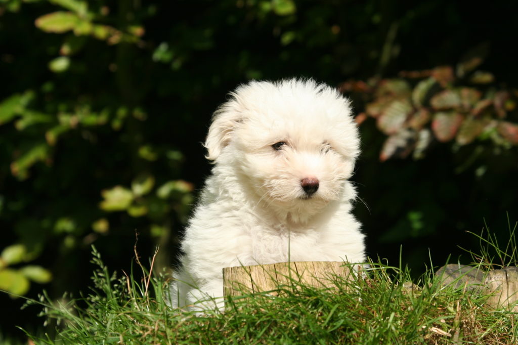 coton de tulear na travi