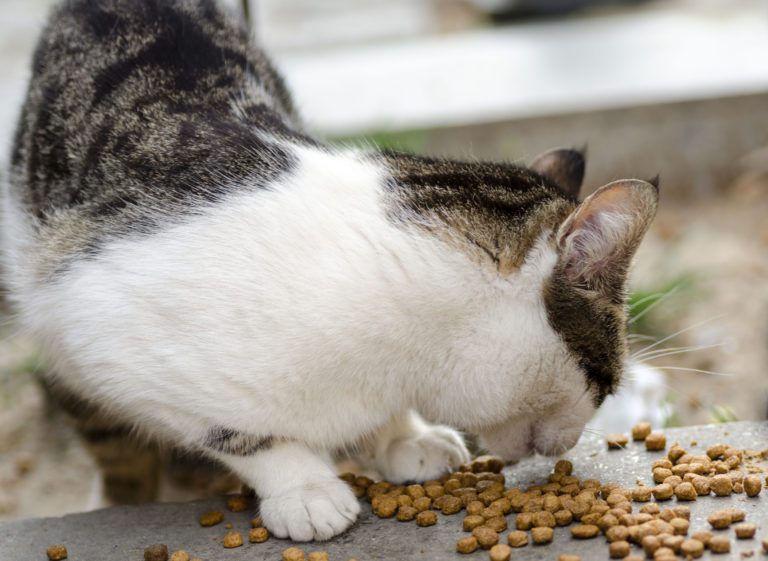 Prehrana za zunanje mačke